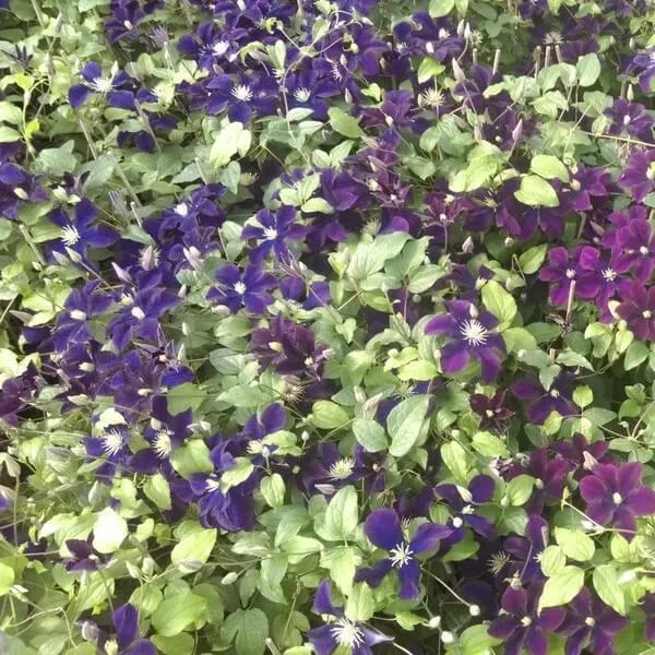 clematis-romantica-w-poj-2l-rodzaj-rosliny-powojnik