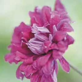 clematis-purpurea-plena-elegans-viticella-poj-4l