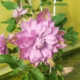 clematis-proteus-wielkokwiatowy-pelny-poj-4l