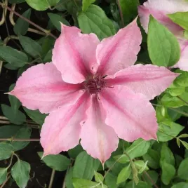 clematis-pink-fantasy-w-poj-4l