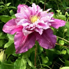 clematis-piilu-wielkokwiatowy-pelny-poj-4l