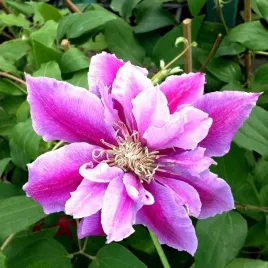 clematis-piilu-wielkokwiatowy-pelny-poj-2l