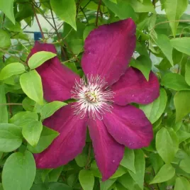 clematis-niobe-wielkokwiatowy-poj-4l