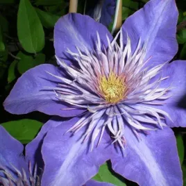 clematis-multi-blue-wielkokwiatowy-pelny-poj-2l