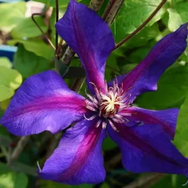 clematis-mrs-n-thompson-wielkokwiatowy-poj-4l