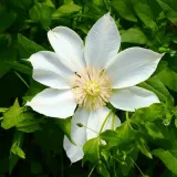clematis-moonlight-syn-yellow-queen-poj-4l