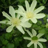 clematis-moonlight-syn-yellow-queen-poj-4l-rodzaj-rosliny-powojnik