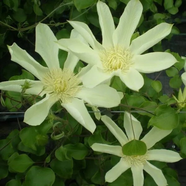 clematis-moonlight-syn-yellow-queen-poj-4l-rodzaj-rosliny-powojnik