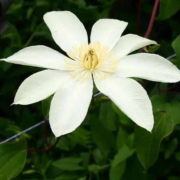 clematis-moonlight-syn-yellow-queen-poj-4l-producent-inna