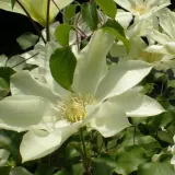 clematis-moonlight-syn-yellow-queen-poj-4l-nazwa-lacinska-clematis