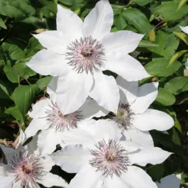 clematis-miss-bateman-poj-4l