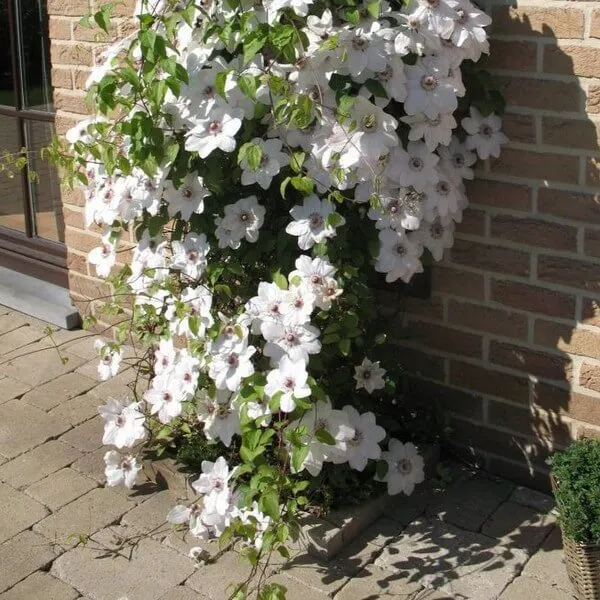 clematis-miss-bateman-poj-2l-rodzaj-rosliny-powojnik