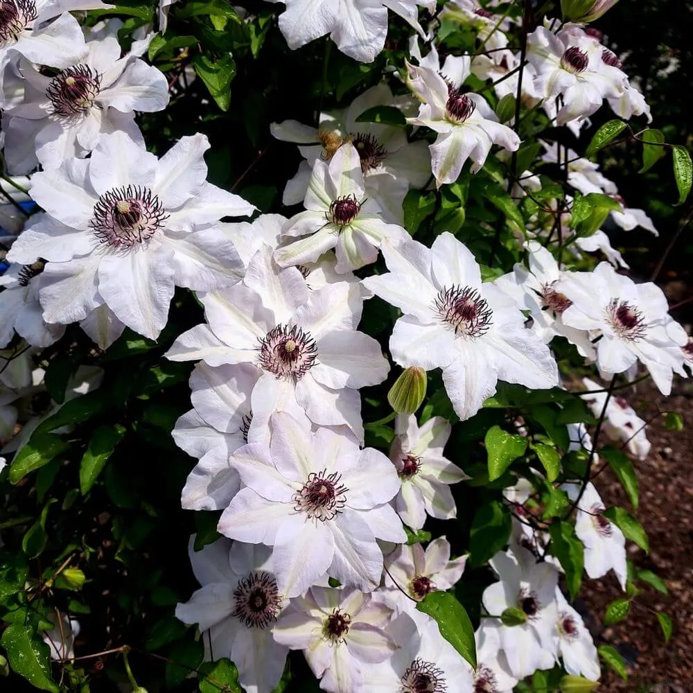 clematis-miss-bateman-poj-2l