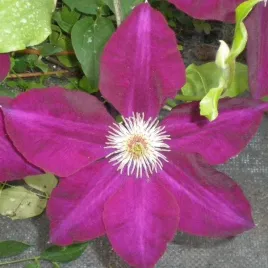 clematis-mazowsze-wielkokwiatowy-poj-4l