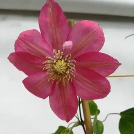 clematis-wielkokwiatowy-little-mermaid-poj-4l