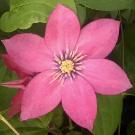 clematis-wielkokwiatowy-little-mermaid-poj-2l