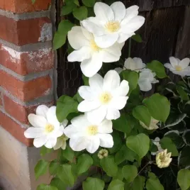 clematis-lemon-chiffon-wielkokwiatowy-poj-4l