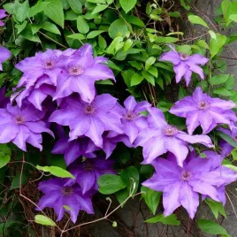 clematis-kacper-wielkokwiatowy-poj-4l