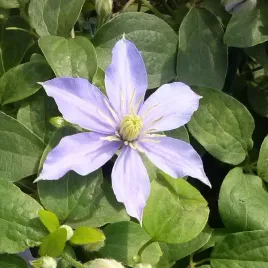 clematis-justa-wielkokwiatowy-poj-2l