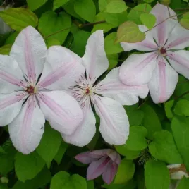 clematis-jan-pawel-ii-wielkokwiatowy-poj-4l