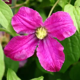 clematis-inspiration-zoin-r-bylinowy-poj-4l