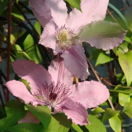 clematis-hagley-hybrid-wielkokwiatowy-poj-4l