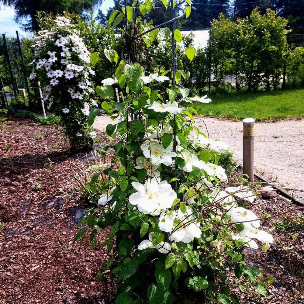 clematis-guernsey-cream-poj-2l-rodzaj-rosliny-powojnik