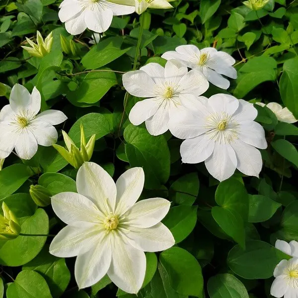 clematis-guernsey-cream-poj-2l-rodzaj-rosliny-powojnik-producent-inna