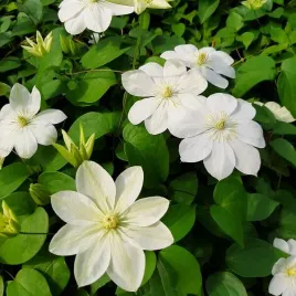 clematis-guernsey-cream-poj-4l