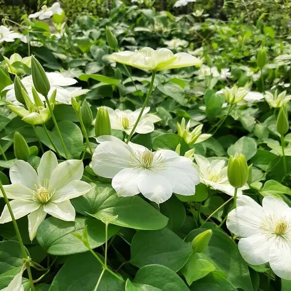 clematis-guernsey-cream-poj-2l-rodzaj-rosliny-powojnik-nazwa-lacinska-clematis