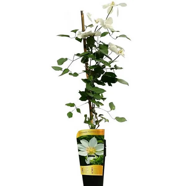 clematis-guernsey-cream-poj-2l-producent-inna-rodzaj-rosliny-powojnik