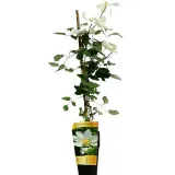 clematis-guernsey-cream-poj-2l-producent-inna-rodzaj-rosliny-powojnik