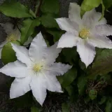 clematis-gladys-picard-poj-2l