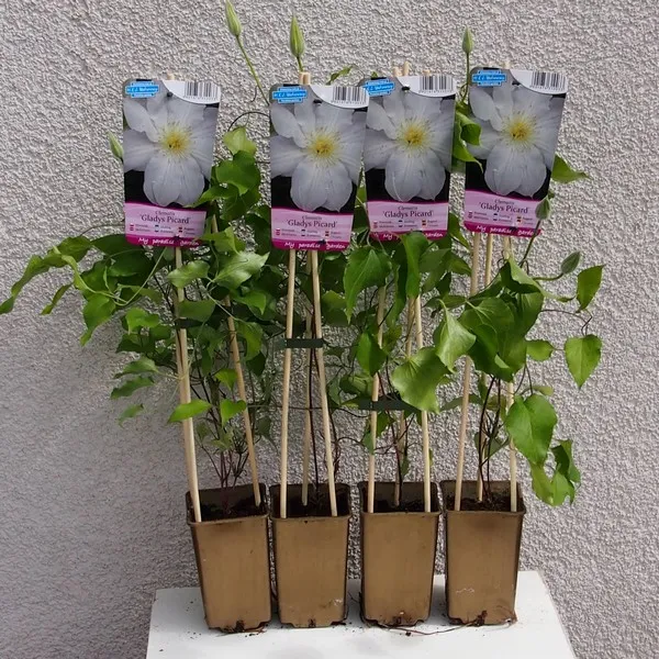 clematis-gladys-picard-poj-2l-rodzaj-rosliny-powojnik