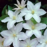 clematis-gladys-picard-poj-2l-producent-inna