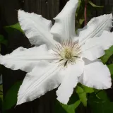 clematis-gladys-picard-poj-2l-nazwa-lacinska-clematis