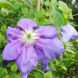 clematis-general-sikorski-wielkokwiatowy-poj-4l