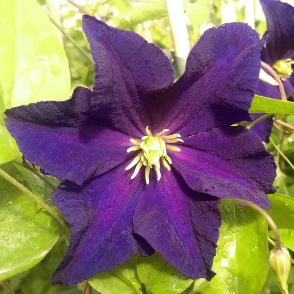 clematis-etoile-violette-p9-c1