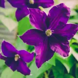 clematis-etoile-violette-p9-c1-producent-inna