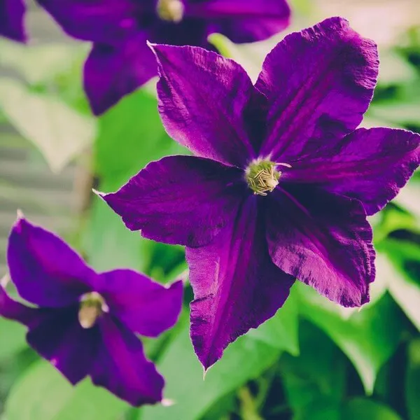 clematis-etoile-violette-p9-c1