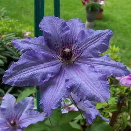 clematis-dzieci-warszawy-wielkokwiatowy-poj-4l