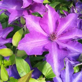 clematis-dzieci-warszawy-wielkokwiatowy-poj-2l