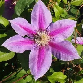 clematis-dr-ruppel-wielkokwiatowy-poj-4l