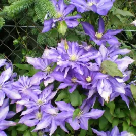clematis-daniel-deronda-wielkokwiatowy-pelny-poj-4l