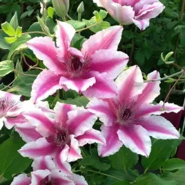 clematis-carnaby-wielkokwiatowy-poj-4l