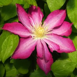 clematis-asao-wielkokwiatowy-poj-4l