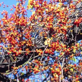 dlawisz-diana-zenski-p9-c1