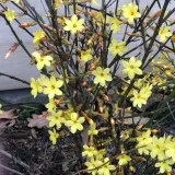 jasmin-nagokwiatowy-p9-c1