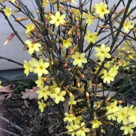 jasmin-nagokwiatowy-p9-c1