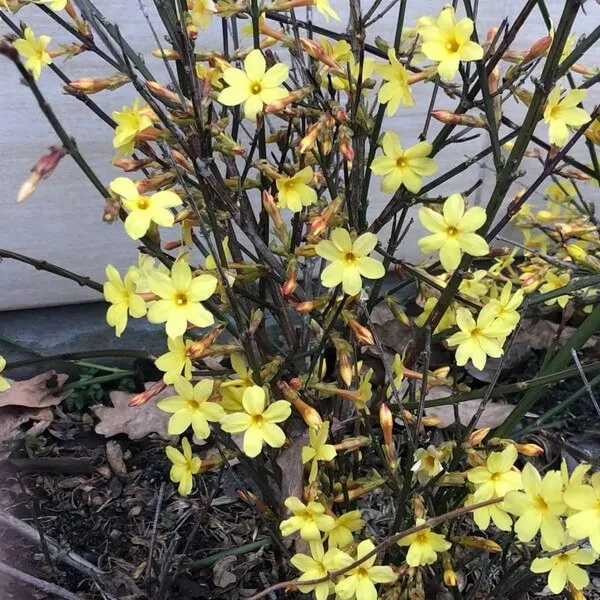 jasmin-nagokwiatowy-p9-c1
